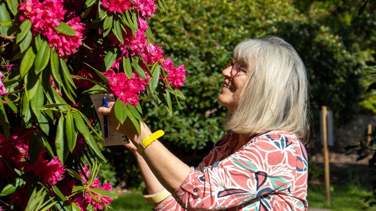 Beverley Lear inspecting a pink rhododendron flower in Sheringham Park